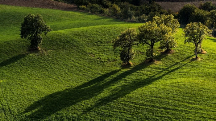 green grass field with trees nature landscape hills sunlight 2k