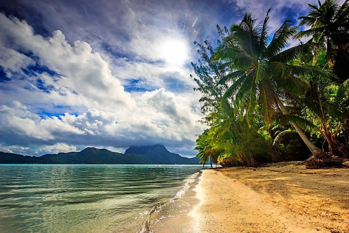 palm trees and beach nature landscape sea clouds island 2k