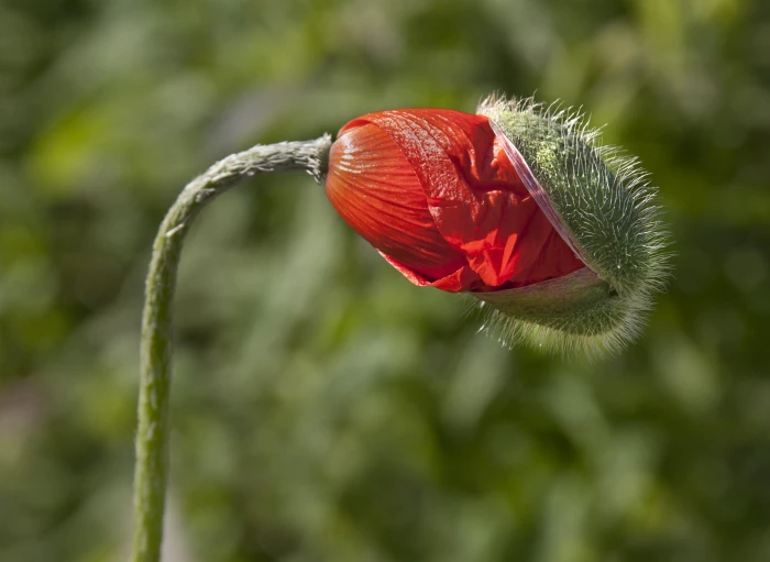 selective focus photography of red petaled flower orange nature 2k