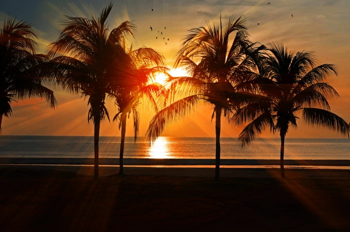 Silhouette of Trees during Golden Hour beach calm clouds coast 2k 4k 5k