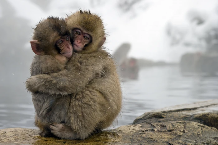 two Japanese Spring monkeys hugging during daytime snow 2k 4k 5k