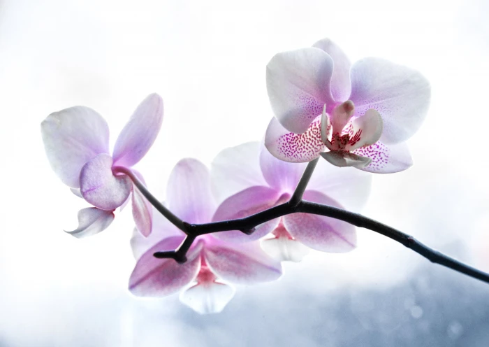 closeup photo of purple moth orchids plant orchid Window 2k 4k