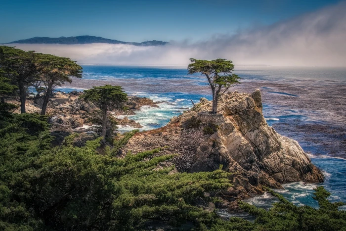 green leafed tree trees rock coast CA Bay California cypress 2k