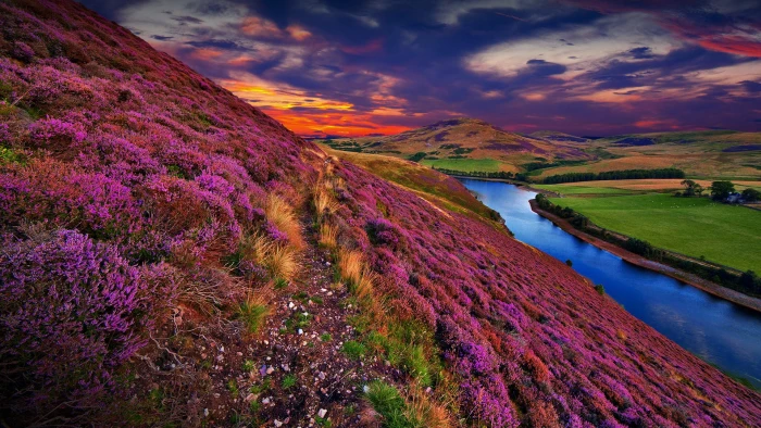 nature landscape clouds sunset flowers river water grass 2k