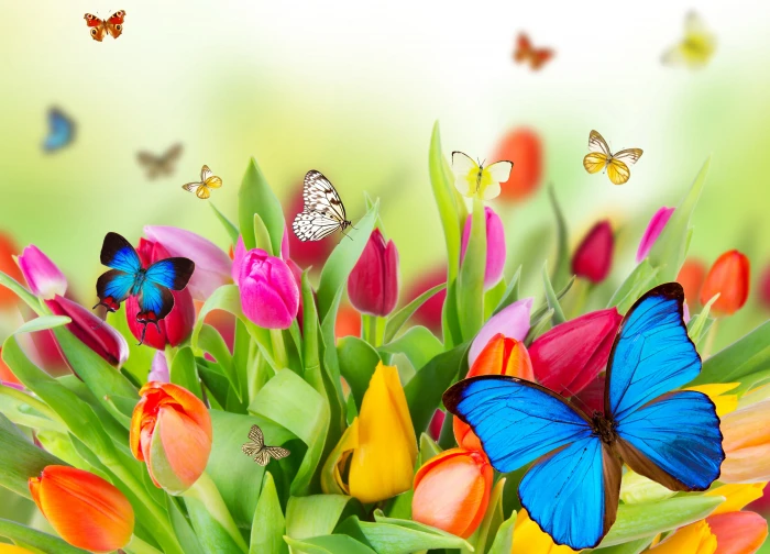 assorted color butterflies and tulip flowers illustration nature 2k