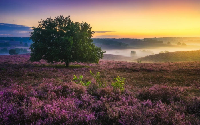 Beautiful scenery HD 2k