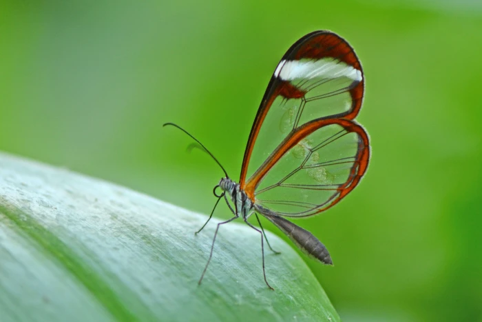 brown glass wing butterfly on leaf macro photography 2k