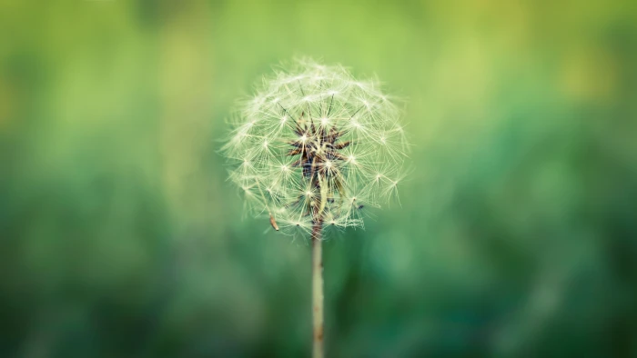 Dandelion HD wallpaper macro flowers 2k 4k 5k