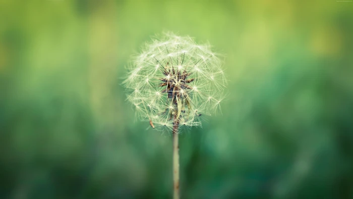 Dandelion macro flowers 2k 4k 5k