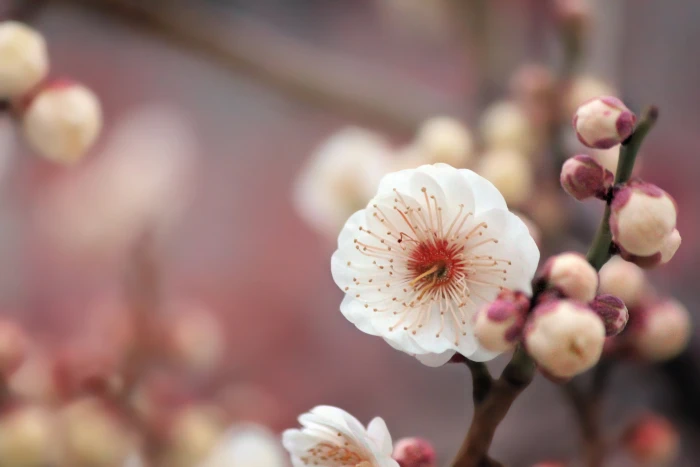 macro photography of white Cherry Blossom flower to use texture 2k 4k 5k