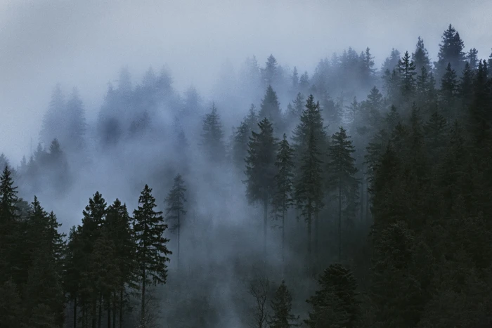 Aerial Photo of Pine Trees black forest clouds cloudy cold 2k