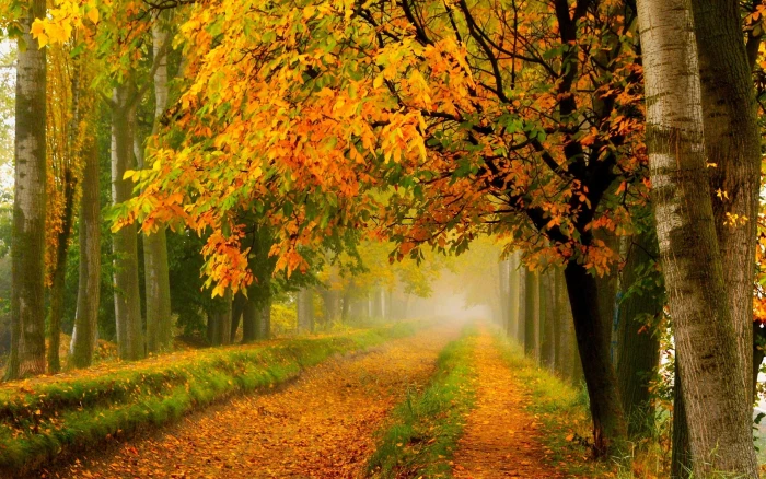 Autumn nature park forest trees yellow leaves road 2k
