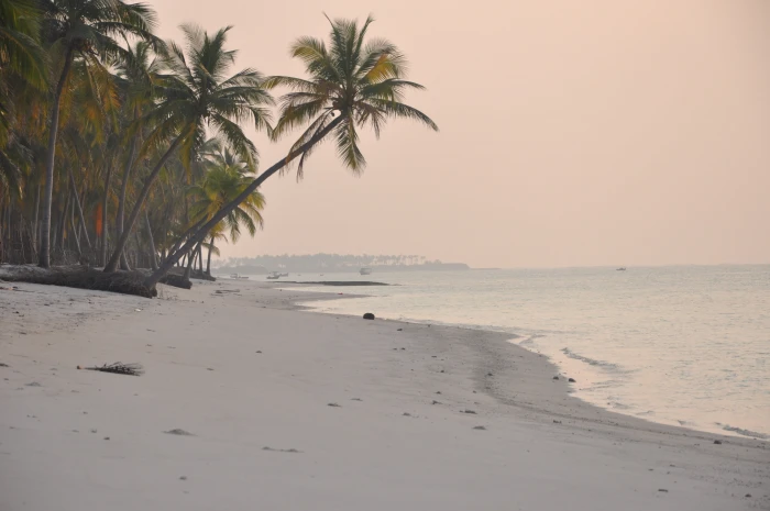 beach india lakshadweep sunset palm tree water tropical climate 2k 4k