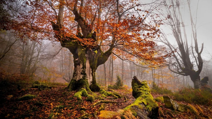 brown leafed tree nature landscape trees forest moss mist 2k