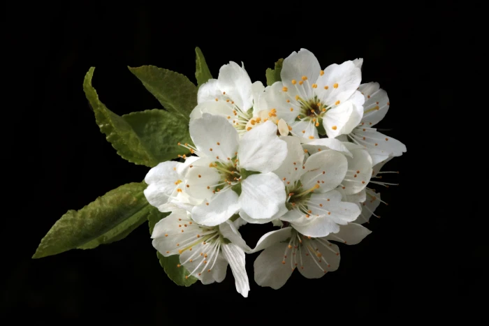 closeup photo of white petal flower flowers blossom spring 2k 4k 5k