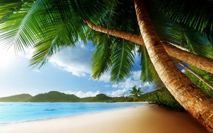 coconut tree near beach painting sea landscape palm trees 2k