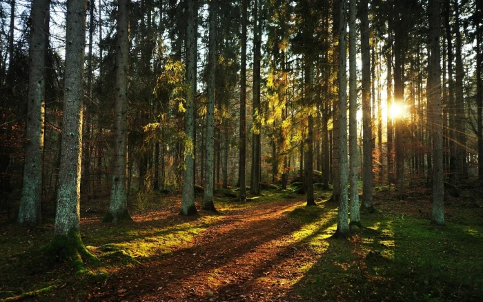 desktop background nature tree forest land plant 2k