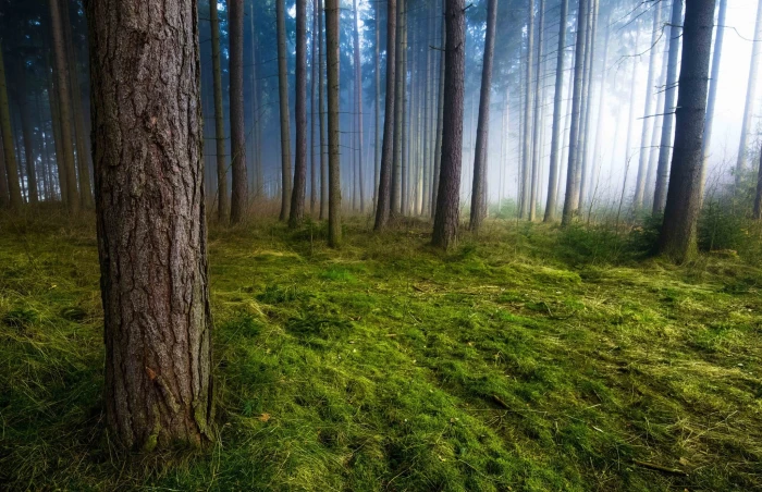 forest mist grass trees morning sunlight green nature 2k