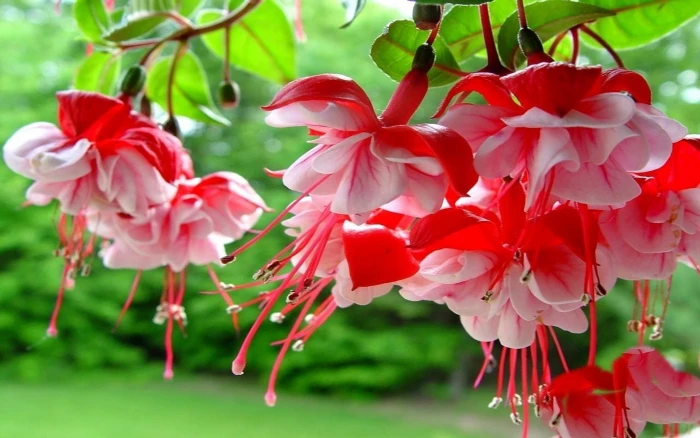 Fuchsia Spring Flowers With Red And Pink Color Hd Wallpapers For Mobile Phones Tablet Laptop 2k 4k