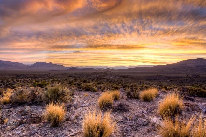 green grass on desert during sunset Basin and Range National Monument 2k