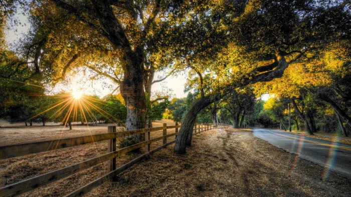 green leafed tree beside the road nature 2k