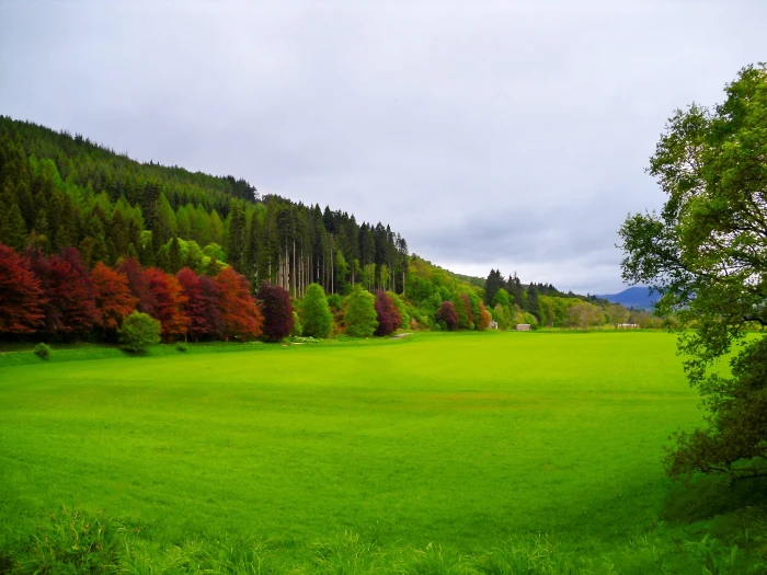 landscape photo of grass field between trees farm dunkeld scotland 2k
