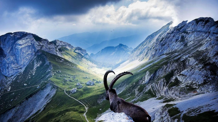 nature landscape mountains goats Switzerland horns scenics 2k