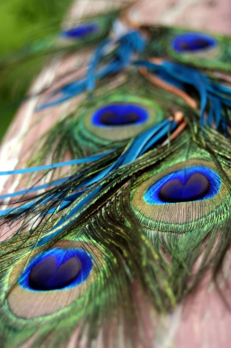 peacock feather feathers green blue teal 2k