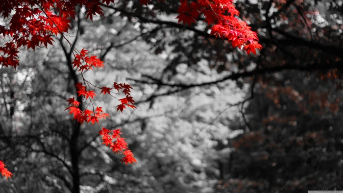 pink leafed tree selective photography of red flowers nature 2k 4k