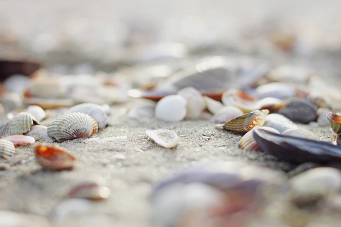 selective focus photography of sea shells beach close up nature 2k 4k 5k