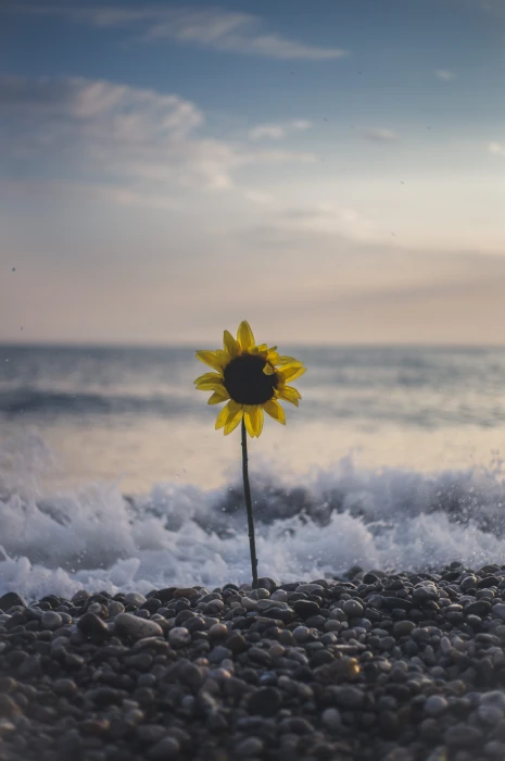 sunflowers on seashore beside wave seaside beach yellow floral 2k 4k