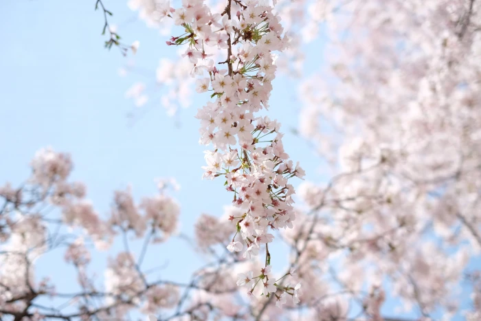 white cherry blossom under clear blue sky during daytime Korean Sakura 2k 4k 5k