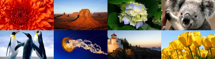 Windows 7 Nature All In One gray and black Koala Penguin yellow tulips collage 2k 4k