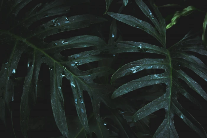 Close Up Photo of Wet Leaves wallpaper growth lush monstera 2k 4k 5k