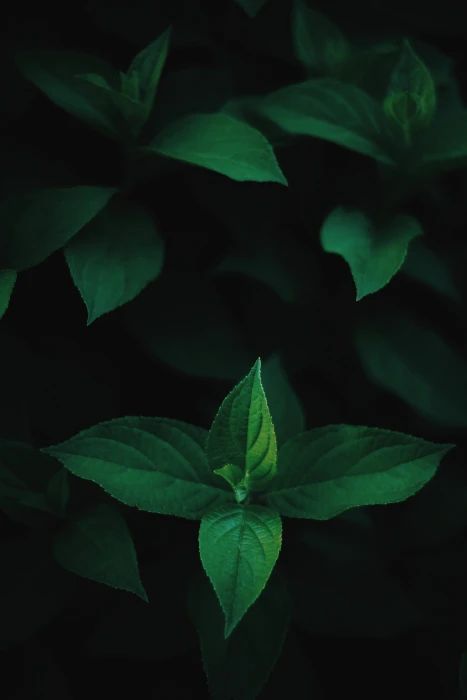 green mint on black background leaf plant leaves dark 2k 4k