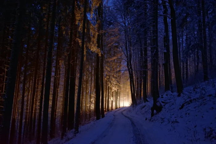green trees dark lights winter cold forest nature snow 2k