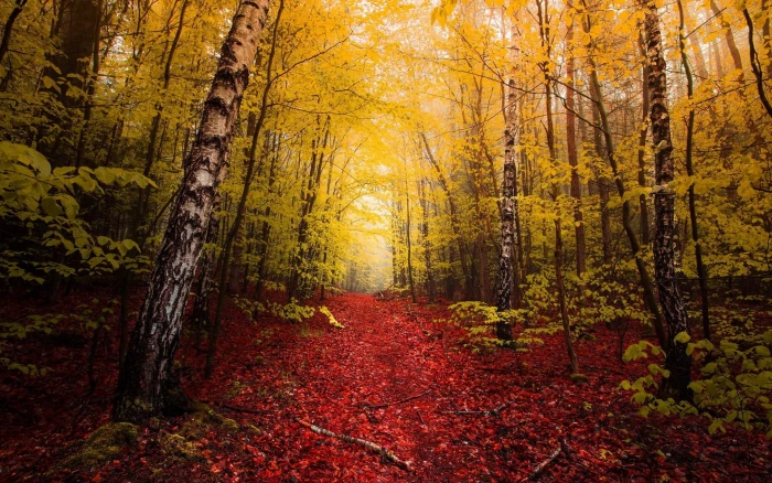 green trees landscape photography of forest nature fall red 2k