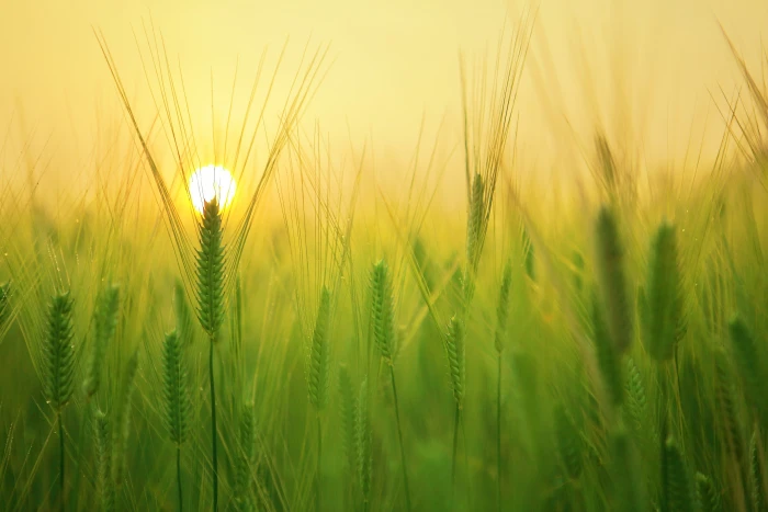 shallow focus photography of green plant barley field sunrise 2k 4k