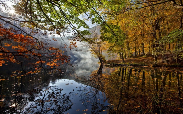 green tree and body of water nature forest lake fall trees 2k