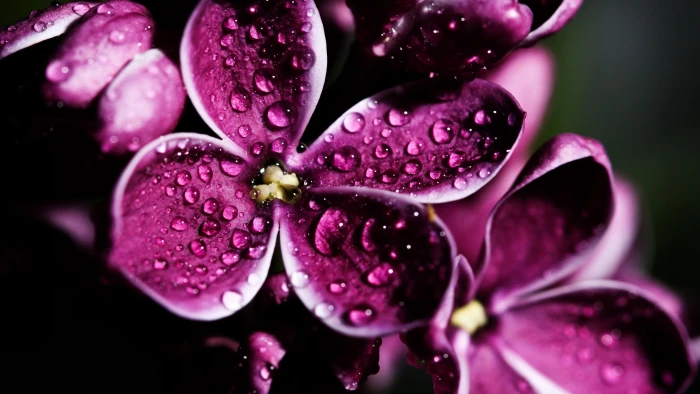 Lilac wallpaper purple drops 2k 4k
