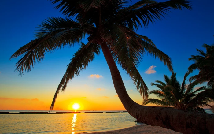 Palma Maldives sunset beach sea palm tree at photo 2k