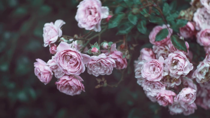 Roses HD wallpaper flowers pink 2k 4k 5k