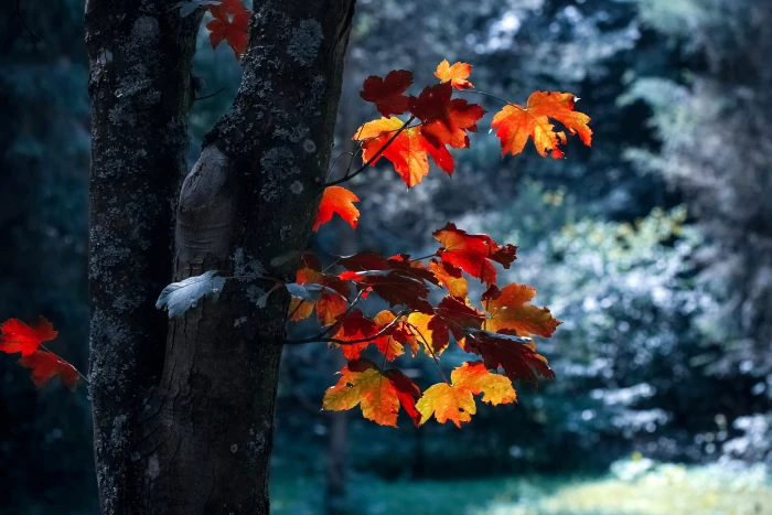 wood nature forest trees autumn leaves blur close up 2k