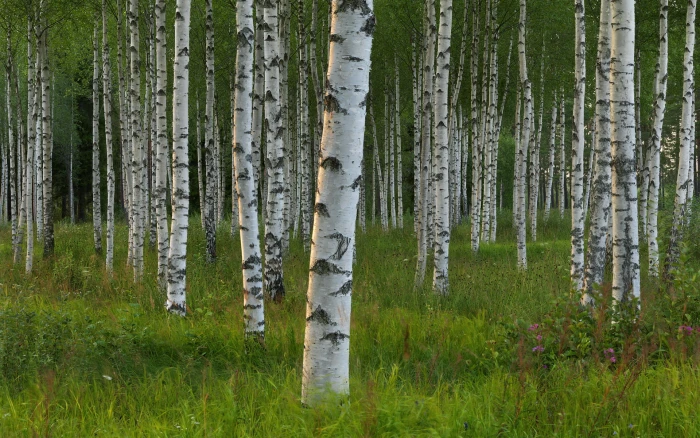 Birch Trees Forest Grass Nature 2k