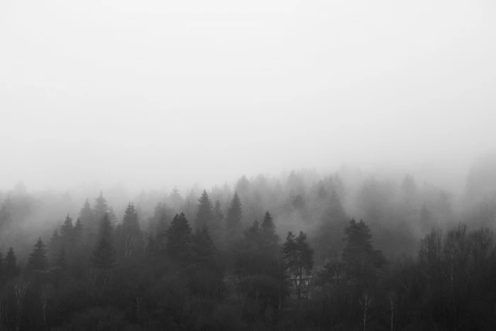 Black and White Morning Foggy Forest bw clouds nature room for text 2k 4k