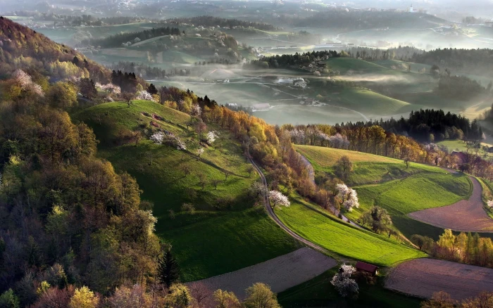 brown and green trees nature landscape mist spring Slovenia 2k