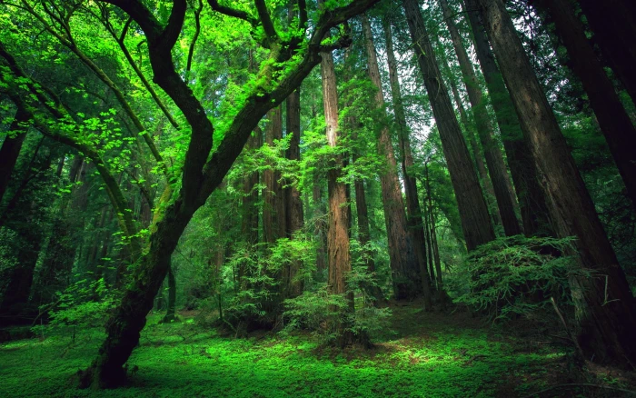 forest nature rain tree 2k
