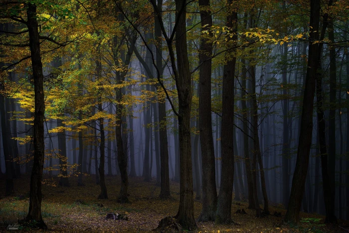 green leaf tree nature landscape photography forest dark 2k