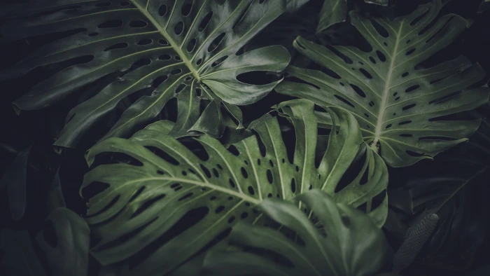green leafed plant focused photo of a jungle 2k 4k 5k
