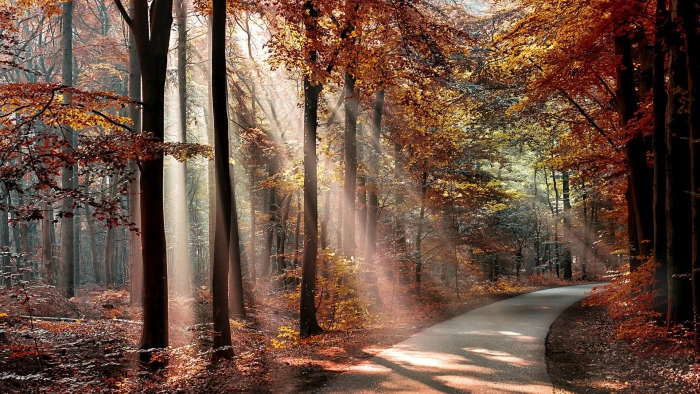 orange leaf trees nature landscape forest branch sun rays 2k